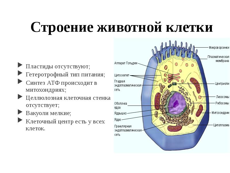 Основные функции животной клетки