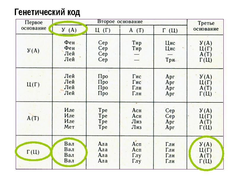 Генетический код триплеты