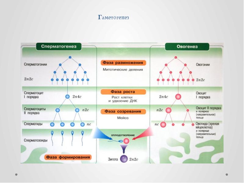 Гаметогенез и сперматогенез