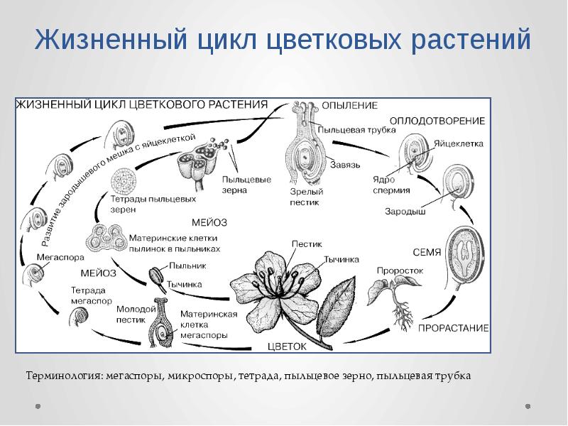 Схема жизненного цикла растения гаметы. Жизненный цикл цветковых растений схема. Цикл развития цветкового растения схема. Жизненный цикл схема ЕГЭ. Жизненные циклы растений ЕГЭ биология схемы.