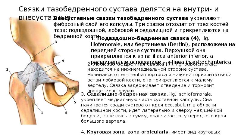 Описание суставов. Бурса локтевого сустава анатомия. Развитие сустава анатомия. План описания сустава анатомия. Коленный сустав анатомия животных.