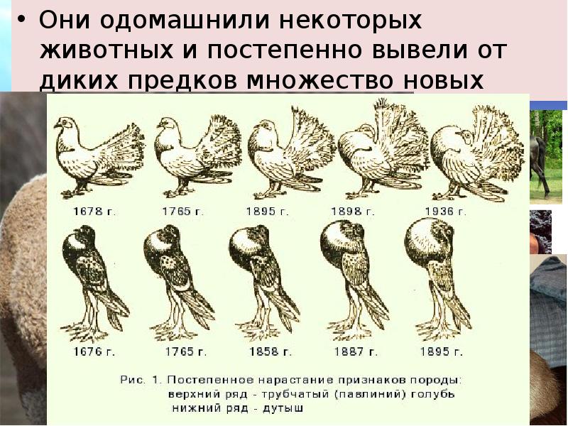 Схема вида искусственного отбора