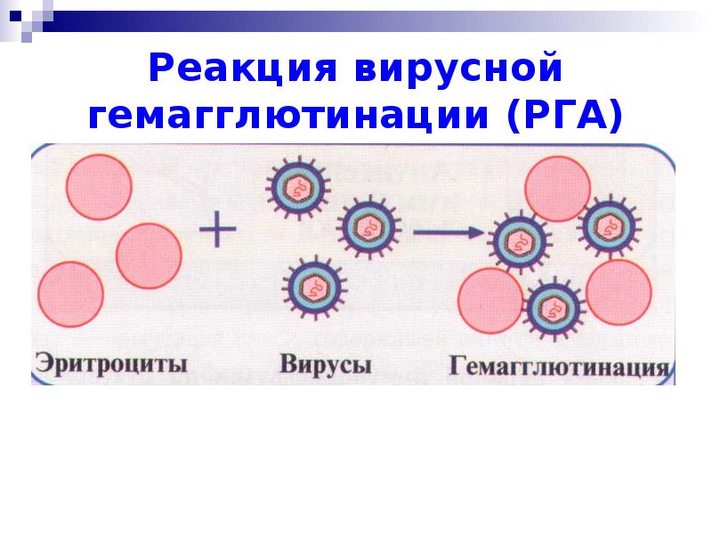 Гемагглютинация. Реакция обратной непрямой гемагглютинации. Реакция гемагглютинации компоненты. Реакция обратной гемагглютинации. Реакция гемагглютинации антирезусной сыворотки..