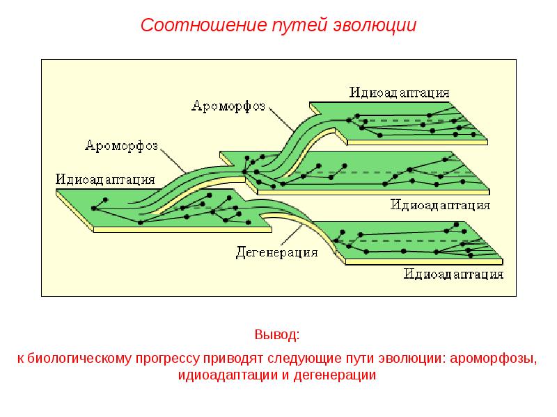 Схема ароморфоза идиоадаптации и дегенерации