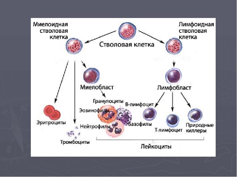 Жедел лейкоз презентация