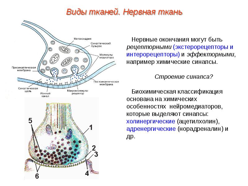 Нервный синапс функции. Нервные окончания и синапсы. Строение адренергического синапса. Нервные окончания и синапсы классификация. Строение рецепторных и эффекторных окончаний.