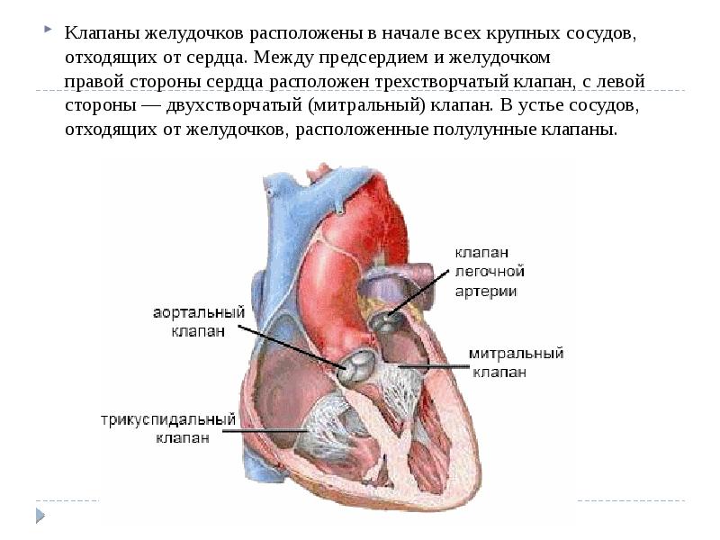 Какой цифрой на рисунке обозначен клапан между правым желудочком и легочной артерией