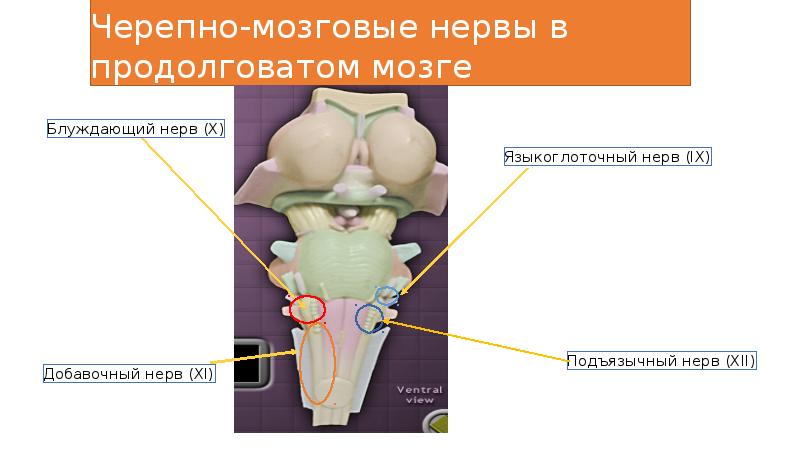 Нервы продолговатого мозга. Продолговатый мозг нервы ЧМН. Черепные нервы продолговатого мозга. ЧМН продолговатого мозга. Черепно мозговые нервы продолговатого мозга.