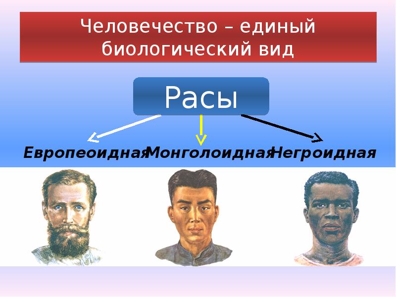 Презентация по расам