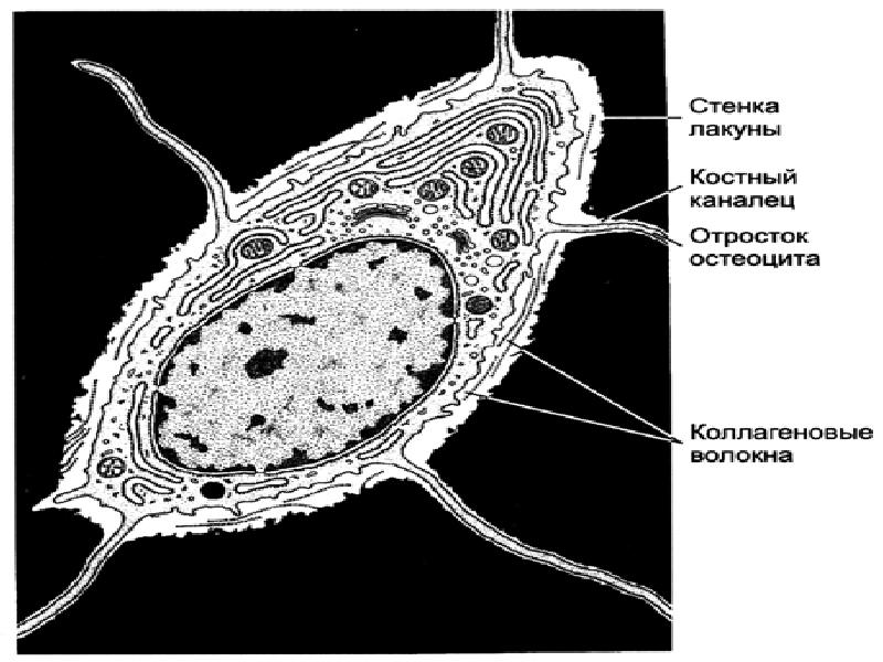 Рисунок костного канальца