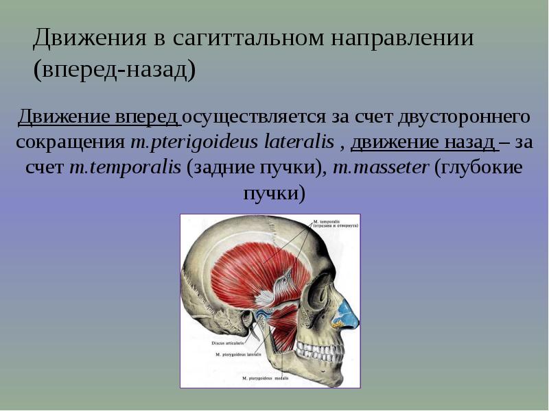 Движение нижней челюсти. Сагиттальные движения нижней челюсти. Саггиьальные движение нижней челюсти. Движения нижней челюсти в сашитальном плоскости. Движения в сагиттальном направлении нижней челюсти.