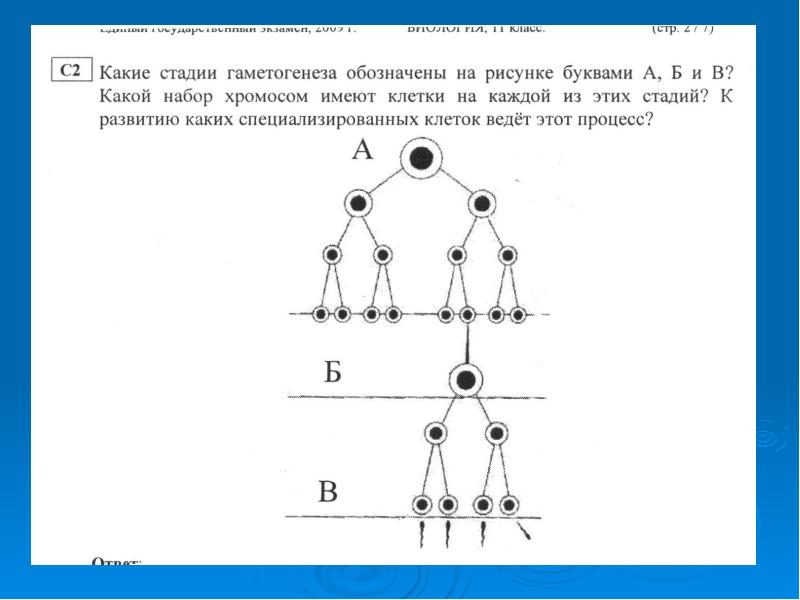 Гаметогенез схема егэ