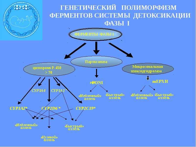 Фармакогенетика и фармакогеномика презентация