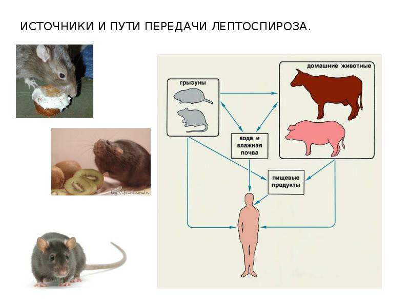 Инфекционные болезни животных презентация