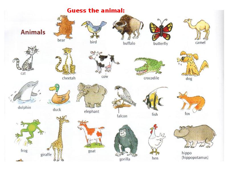 Do they like animals. Английские животные do__in. Фон животные на английском. Животные can. Can for Kids animals.
