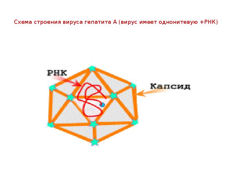 Схема строения вируса гепатита а