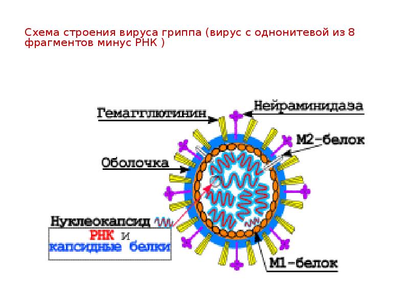 Общая вирусология презентация