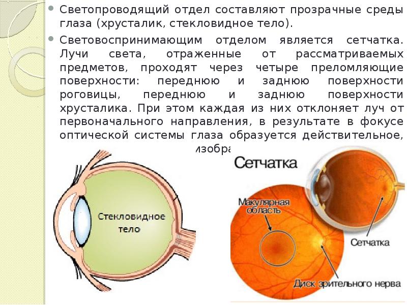 Рассмотрите рисунок глаза на втором форзаце учебника перечислите оптические среды глаза позволяющие