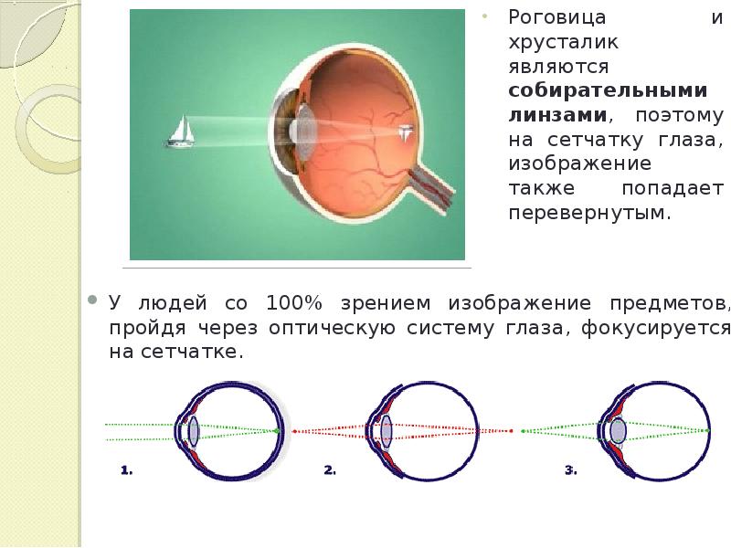 Изображения предмета на сетчатке