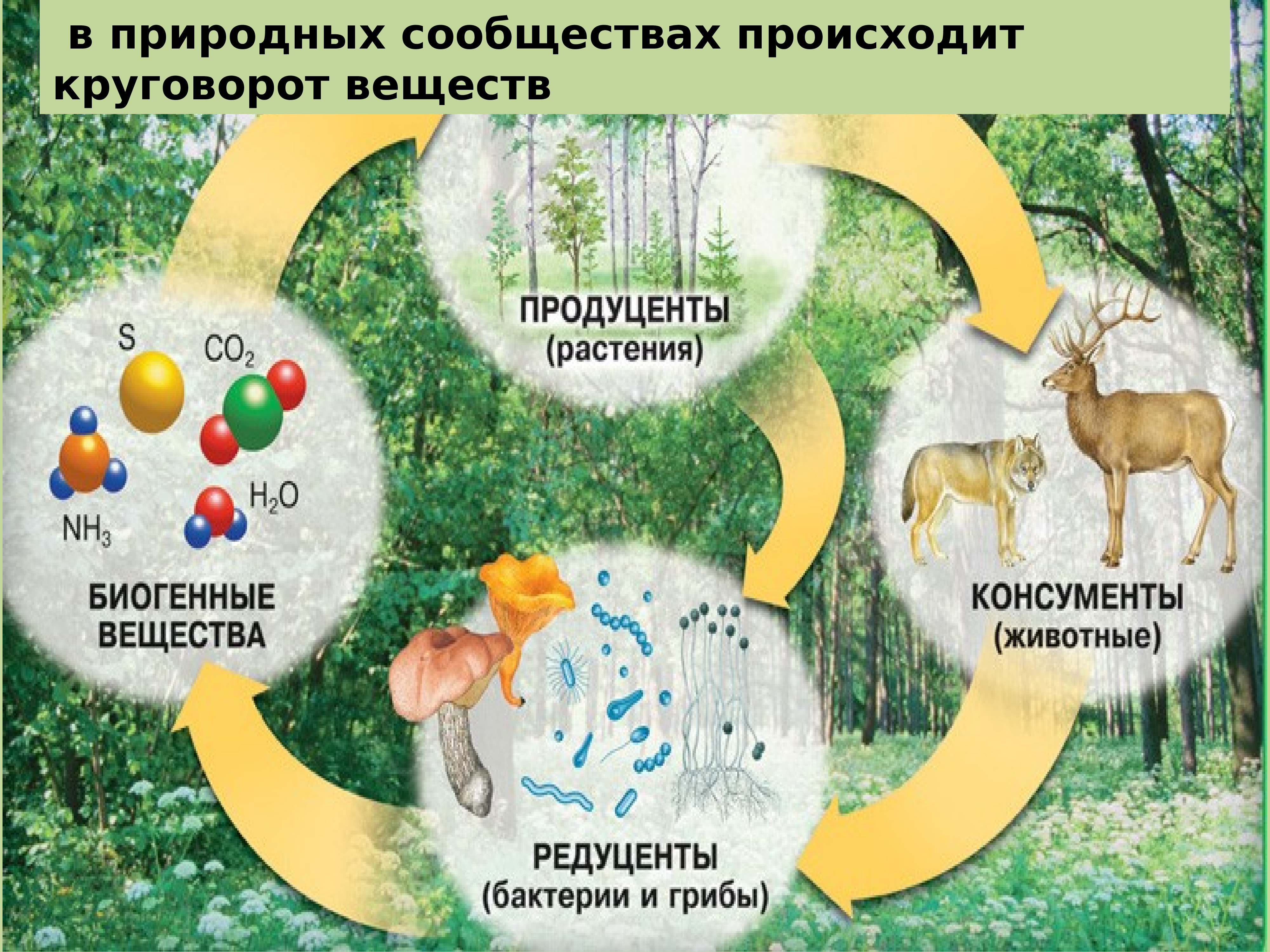 Бактерии и грибы составляют в экосистеме группу. Цепь питания продуценты консументы редуценты. Замкнутый круговорот веществ в экосистеме. Компоненты экосистемы продуценты. Компоненты экосистемы 6 класс Естествознание.