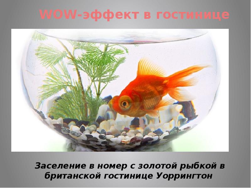 золотая рыбка. рыбы могут писать. дискусы в аквариуме.