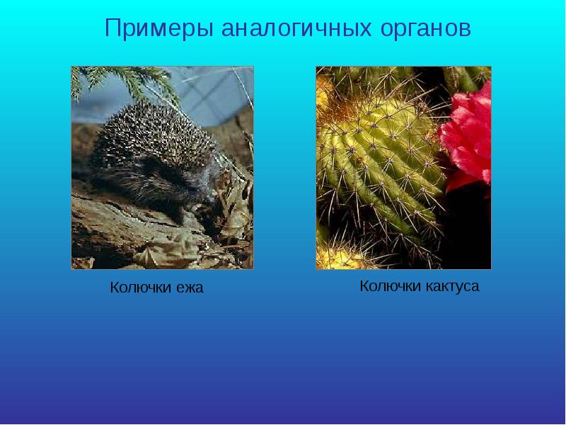 адаптация кактуса. адаптация кактуса. приспособление кактусов к засухе. защитные приспособления у растений. биологическая адаптация кактуса.