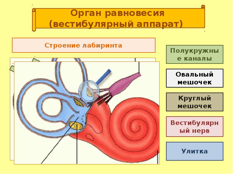 Орган слуха и равновесия 8 класс. Орган слуха и равновесия. Строение органа слуха и равновесия. Орган слуха и равновесия анатомия.