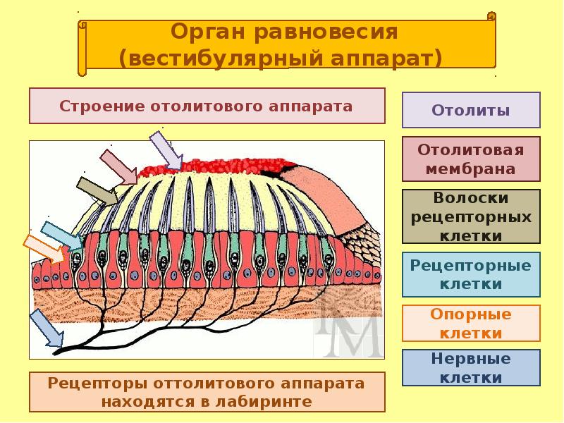 Схема органа равновесия