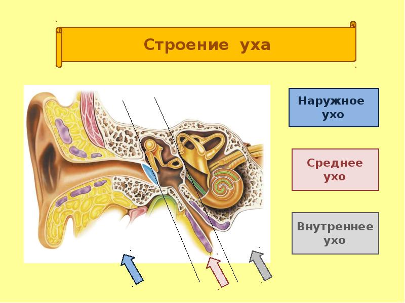 Схема строения внутреннего уха