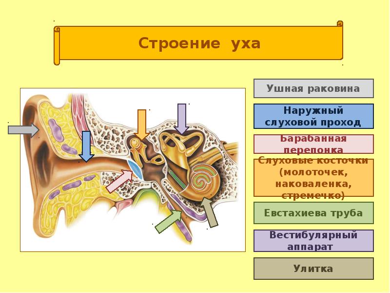 Орган слуха и равновесия презентация гистология