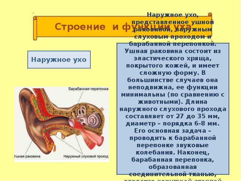 Органы слуха и равновесия презентация 8 класс