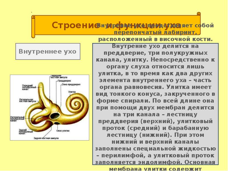 Орган слуха и равновесия презентация по биологии 8 класс