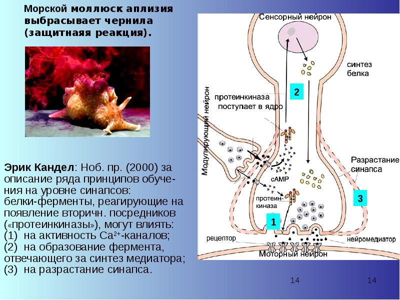 Аплизии нейроны фото