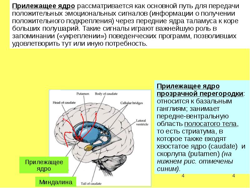 Что такое путамен 8 букв. Анатомия хвостатое ядро скорлупа. Функции хвостатого ядра головного мозга. Хвостатое ядро базальных ганглиев. Ядра прозрачной перегородки.