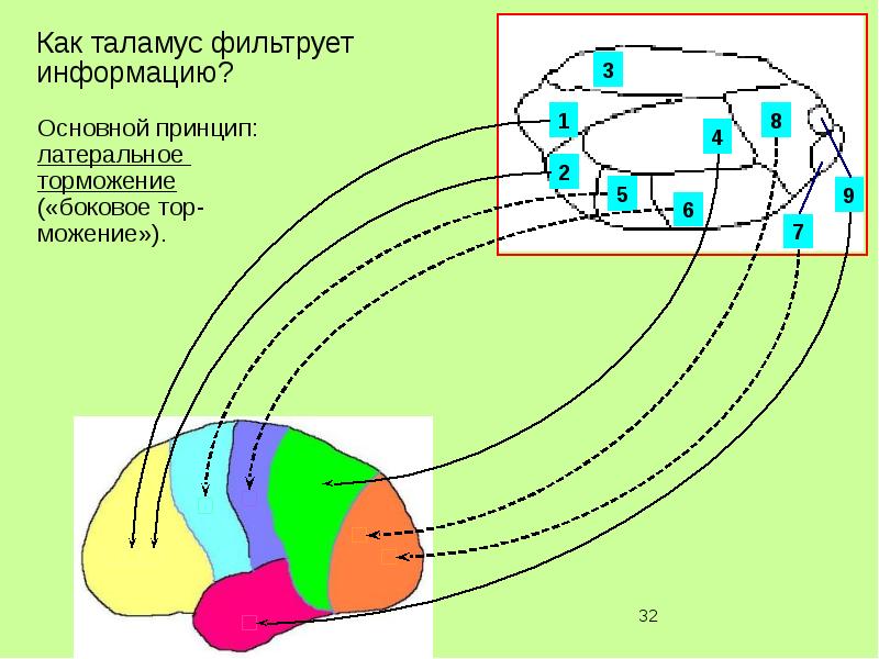 Схема ядер таламуса