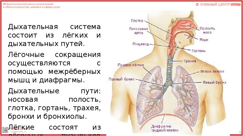 Презентация анатомия и физиология органов дыхания