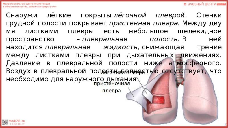 Листок плевры выстилающий изнутри стенку грудной полости называется