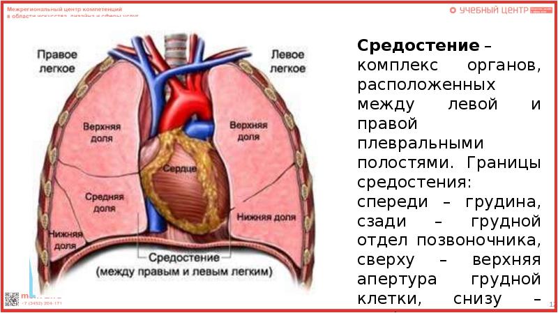 Между левым. Средостение. Где находится средостение у человека.