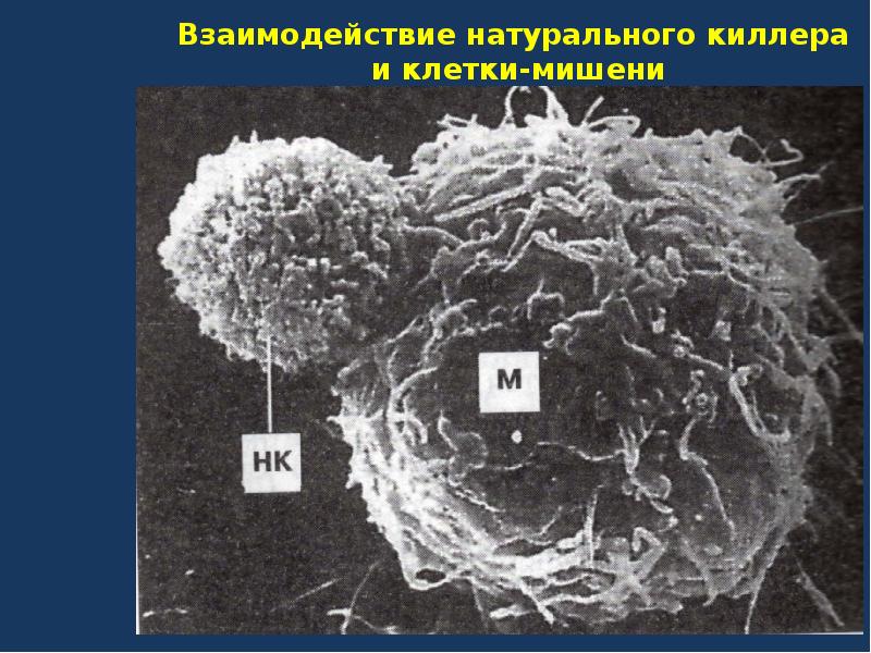 Естественные киллеры презентация