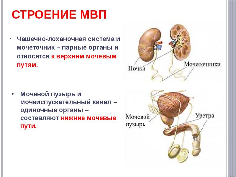 Презентация симптомы нижних мочевых путей