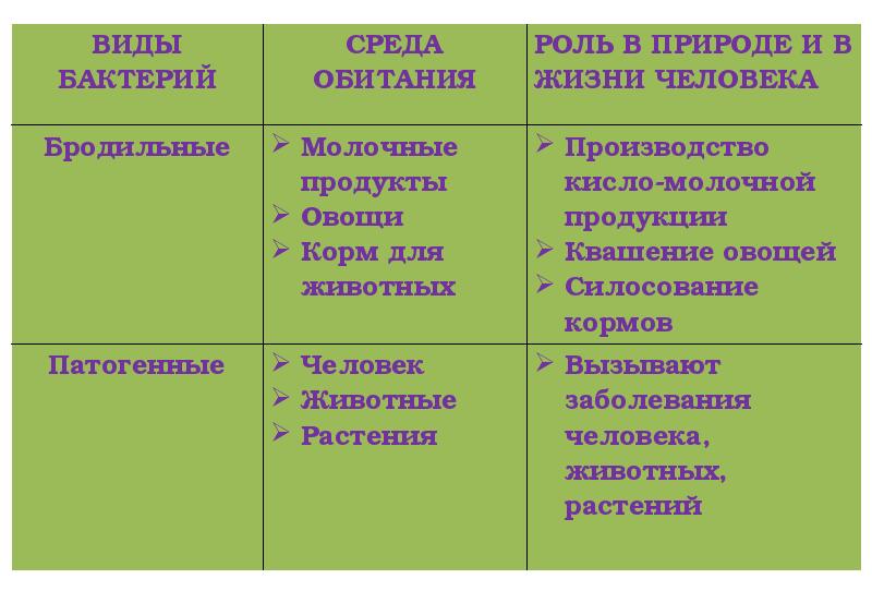 Бактерии в природе и жизни человека. Молочнокислые бактерии среда обитания. Значение бактерий в природе и жизни человека. Молочнокислые бактерии роль в природе и жизни человека. Бактерии их значение и среда обитания.