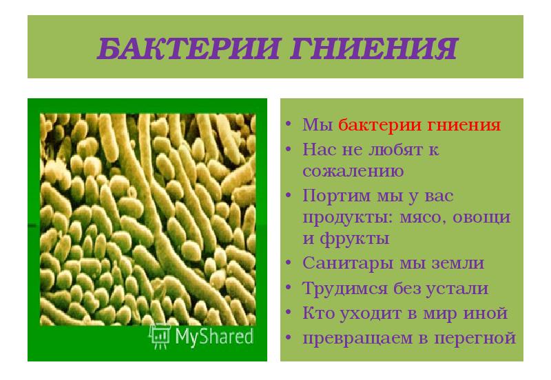 Признаки гнилостных бактерий. Бактерии гниения. Бактерии гниения роль в природе. Роль бактерий гниения. Бактерии гниения роль в жизни человека.