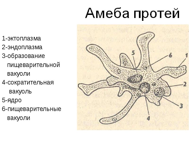 Что обозначено на рисунке цифрой 3 ложноножка цитоплазма пищеварительная вакуоль