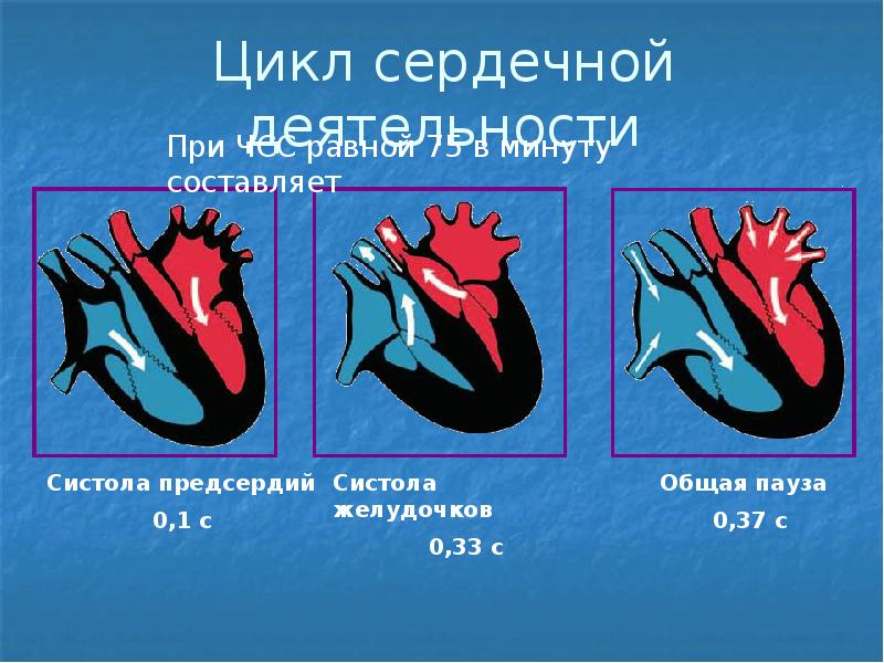 Работа сердца схема систола и диастола