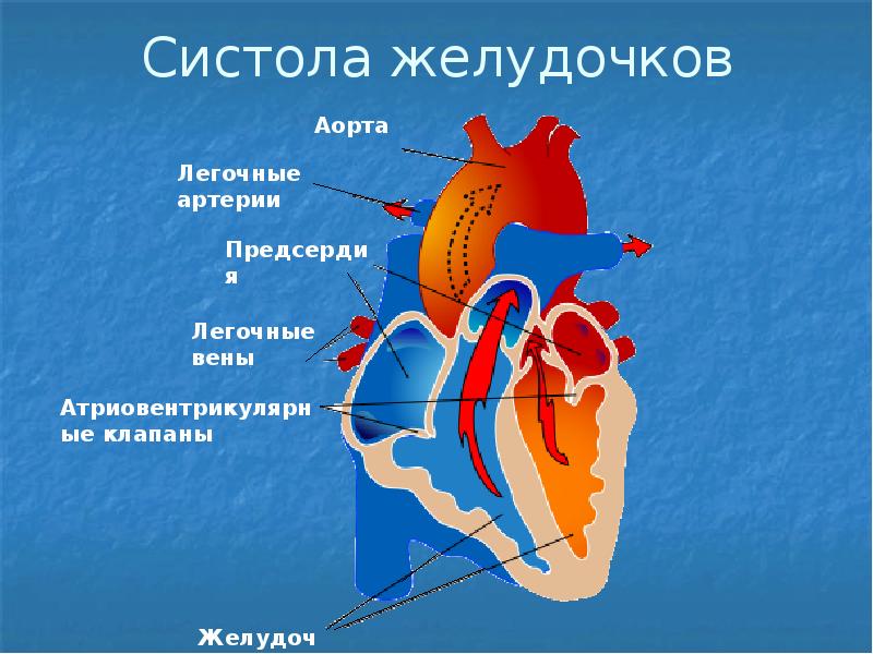 Физиология сердца презентация