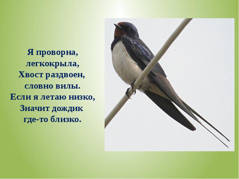 Ласточка перелетная. Загадка про ласточку. Перелетные птицы Ласточка для детей. Загадки про перелетных птиц. Загадка про ласточку для дошкольников.