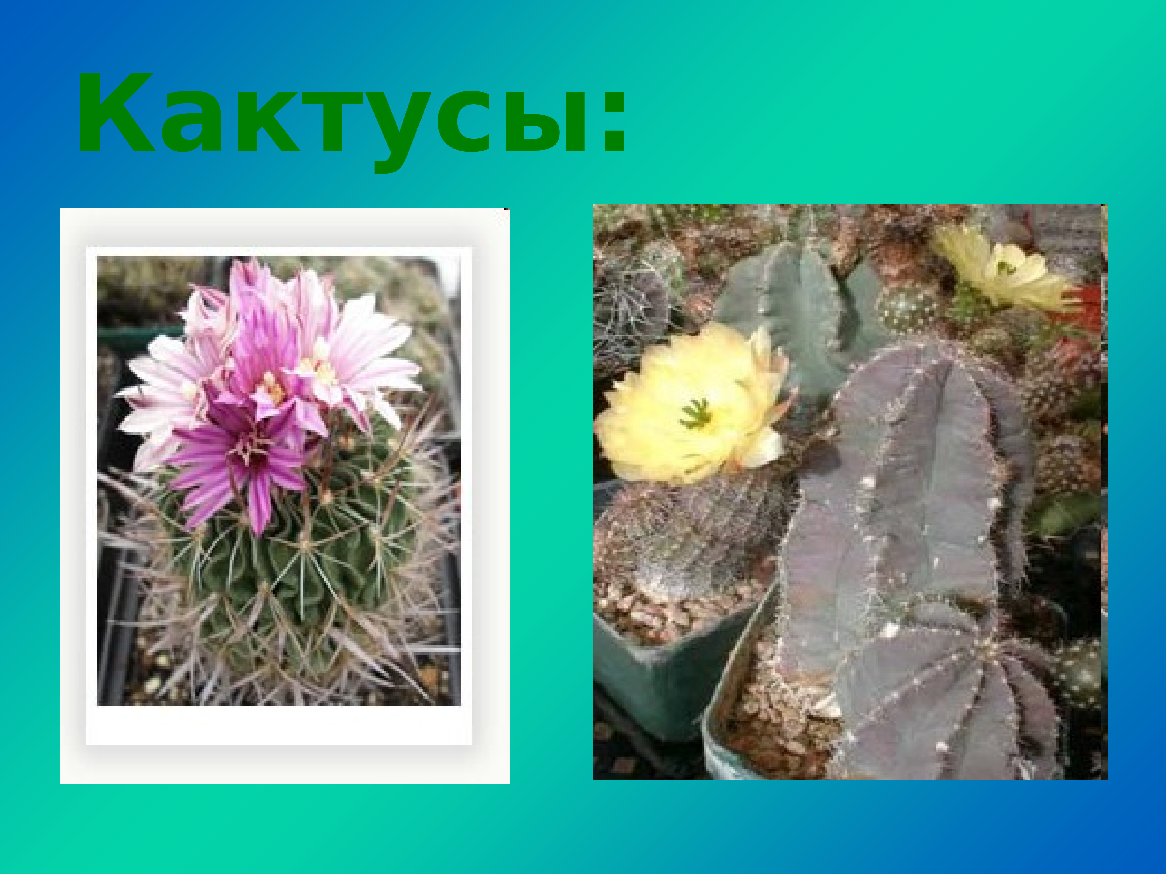 родина кактуса. кактус презентация. информация о кактусе. история кактуса. родина комнатного растения кактус кактуса.