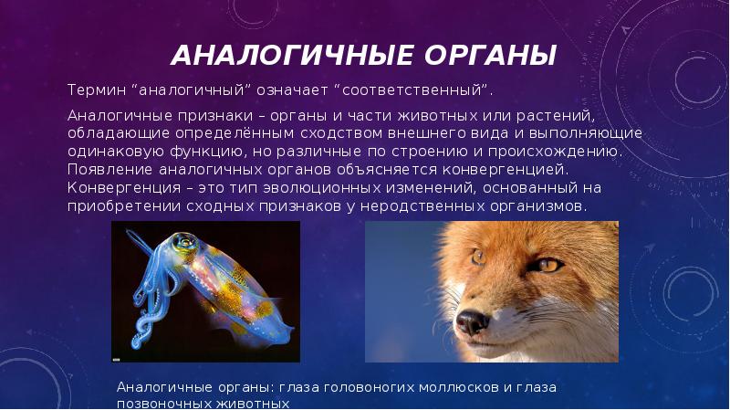Аналогичные органы
Термин “аналогичный” означает “соответственный”.
Аналогичные признаки – органы и Аналогичные органы
Термин “аналогичный” означает “соответственный”.
Аналогичные признаки – органы и