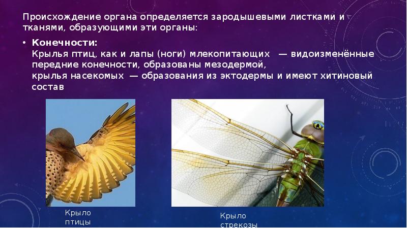 Происхождение органа определяется зародышевыми листками и тканями, образующими эти органы:
Происхождение Происхождение органа определяется зародышевыми листками и тканями, образующими эти органы:
Происхождение