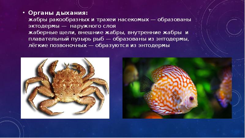 Органы дыхания: жабры ракообразных и трахеи насекомых — образованы эктодермы — Органы дыхания: жабры ракообразных и трахеи насекомых — образованы эктодермы —